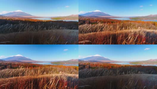 美丽的富士山与枫树在秋天的日本高清在线视频素材下载