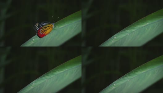 蝴蝶栖息在树叶上，然后飞了出去高清在线视频素材下载