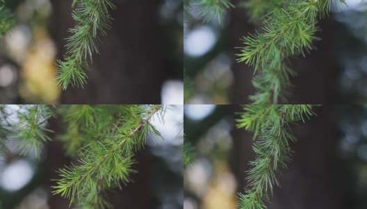 一棵圣诞树上的绿色树枝，上面的尖针在风中摆动高清在线视频素材下载
