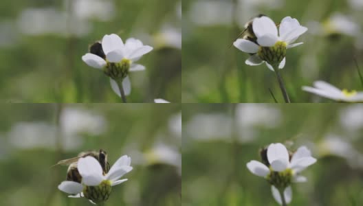 近距离拍摄的雏菊在绿色的田野和蜜蜂授粉在它上的慢镜头。高清在线视频素材下载