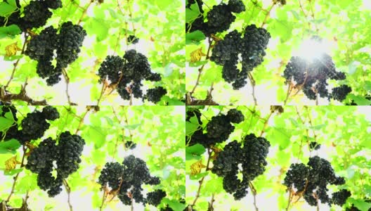成熟的葡萄在秋天收获，用来酿制红酒。新鲜有机水果的葡萄园。高清在线视频素材下载