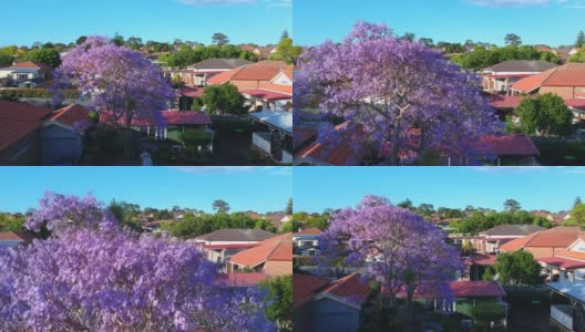 快速移动的云对一个美丽的蓝天与蓝花楹树在风摇动摇动西澳大利亚悉尼高清在线视频素材下载
