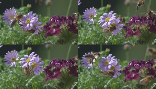 蜜蜂，在紫花上。高清在线视频素材下载