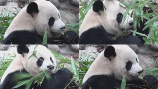 大熊猫吃竹子，中国，全高清视频高清在线视频素材下载