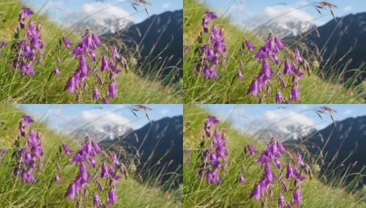山坡上紫色的蓝铃花在风中，特写镜头高清在线视频素材下载