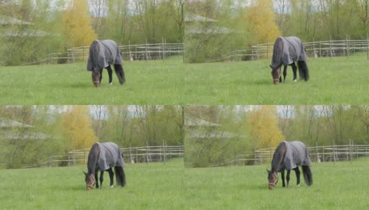 在一个多云的春天，一匹马披着一件特殊的防雨防风的灰色斗篷，在长满蒲公英的绿色草地上吃草高清在线视频素材下载