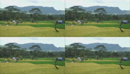 观看稻田和山丘的高清视频。巴厘岛Karangasem偏远的塞德门的自然美景。巴厘岛风景视频。高清在线视频素材下载