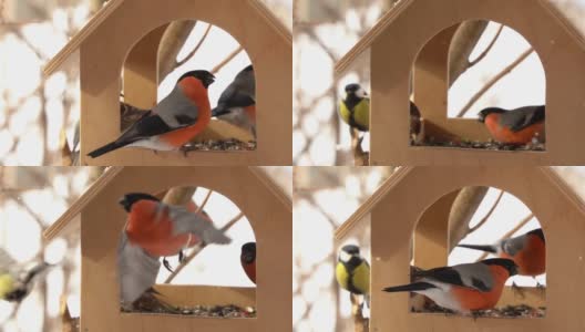 冬天的鸟在喂食器里吃葵花籽。雄性红灰雀坐在喂食器上，以葵花籽为食。冬季照顾鸟类的概念。高清在线视频素材下载