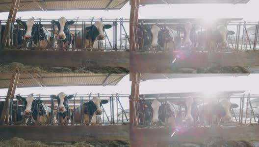 慢镜头的生态奶牛用于生物奶制品工业，在阳光照耀下，在农场的牛棚里吃干草高清在线视频素材下载