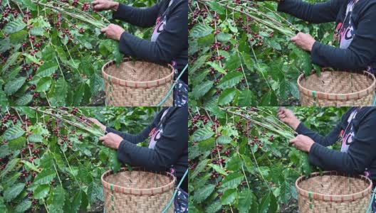 山坡部落在泰国清莱省Doi Chang山的咖啡树上采摘咖啡樱桃的镜头。高清在线视频素材下载