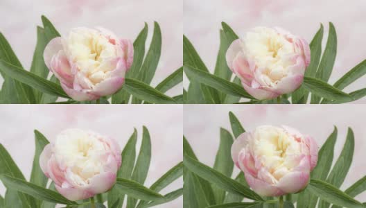 近距离观看一个淡粉色的牡丹开放。美丽而娇嫩的花朵。婚礼或情人节背景，4k延时视频高清在线视频素材下载