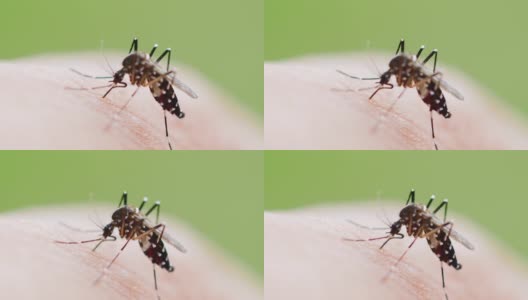 蚊子吸人血高清在线视频素材下载