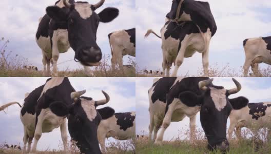 有趣的牛嚼草牧场。在草地上吃草的奶牛，4k高清在线视频素材下载