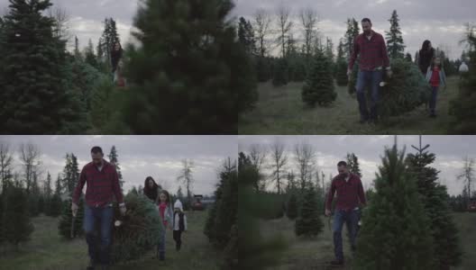 多民族家庭从圣诞树农场搬运圣诞树高清在线视频素材下载