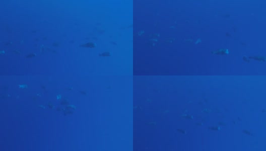 一群驼背鹦嘴鱼聚集在一起交配高清在线视频素材下载