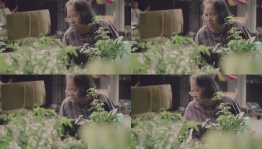 花店里的老妇人捧着花盆里的一棵绿树。高清在线视频素材下载