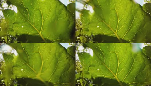 从青蛙的角度在菜园浇水或下雨。农业、种植和园艺主题。高清在线视频素材下载