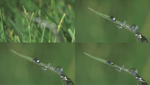 选择性地聚焦和近距离观察薄薄的叶子或草叶上的水滴高清在线视频素材下载