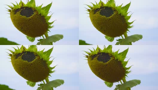 成熟的向日葵。可见葵花籽高清在线视频素材下载