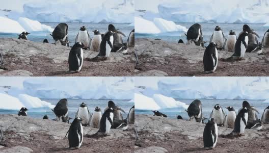 巴布亚企鹅在巢中高清在线视频素材下载