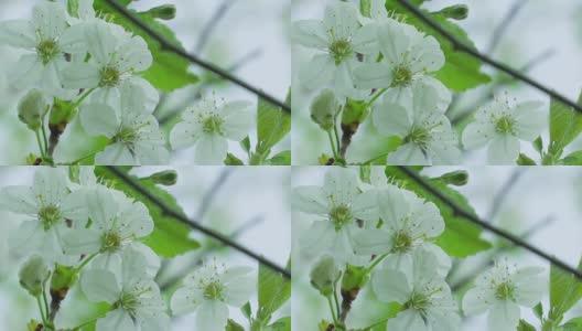 仔细看看普通梨花的白色花朵高清在线视频素材下载