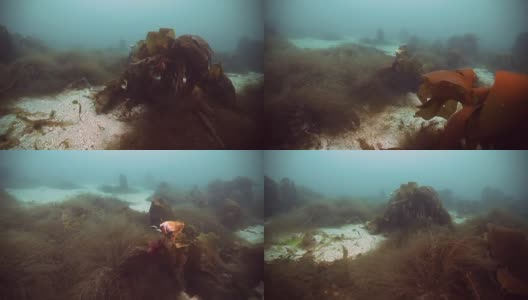 俄罗斯巴伦支海的巨大海藻在水下反射阳光。高清在线视频素材下载