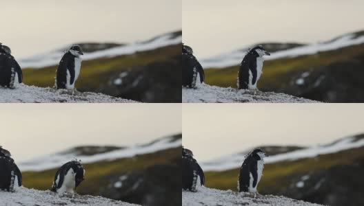 南极洲的帽带企鹅高清在线视频素材下载