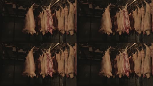 肉类加工厂。冰箱里装着猪尸体高清在线视频素材下载