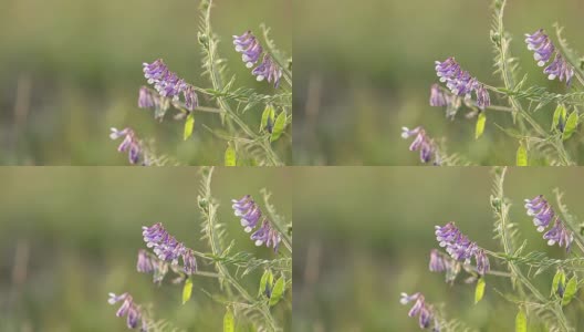 野豌豆花在地里长得很近。野豌豆花开花了。日落背光，移动拍摄，现场浅景深，50帧/秒。高清在线视频素材下载