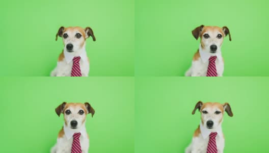 可爱的搞笑狗杰克罗素梗与严肃集中的口吻。有点焦虑和担心。绿色色键背景。视频片段。高清在线视频素材下载