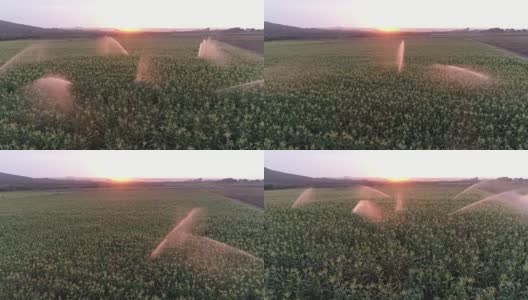 灌溉玉米的背光鸟瞰图高清在线视频素材下载