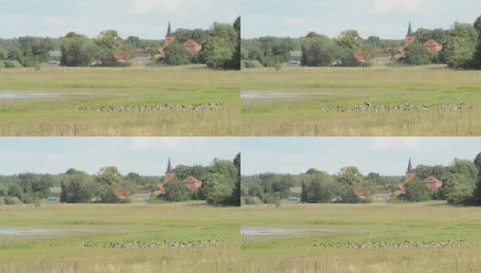德国湖上秋季迁徙的灰鹅群高清在线视频素材下载