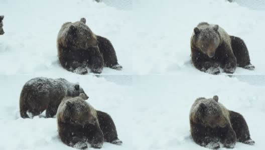 在大自然的冬天，棕熊在雪地里高清在线视频素材下载