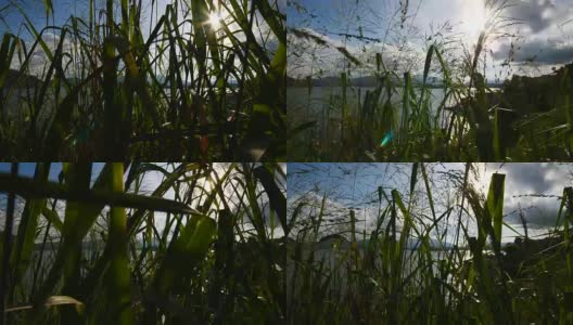 慢镜头景观:香港大美督的植物与景观高清在线视频素材下载