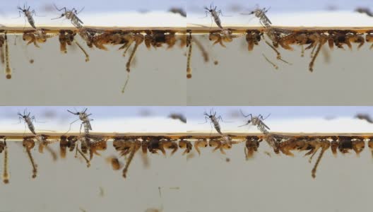 蚊子的成虫蛹幼虫，实验室中的例子——科学研究与发展的理念。高清在线视频素材下载