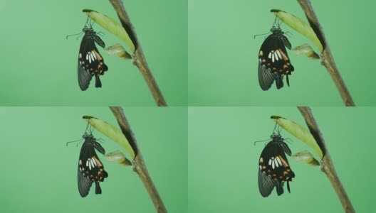 美丽的蝴蝶绿屏高清在线视频素材下载