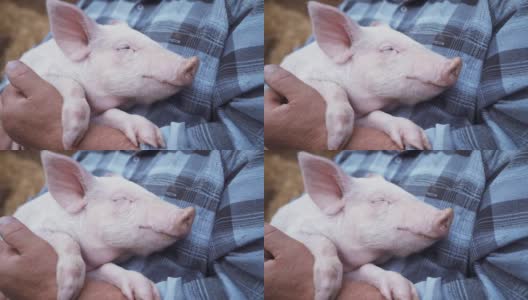 一个善良的农民把一只熟睡的猪抱在怀里。一个戴着草帽的男人在干草棚附近高清在线视频素材下载