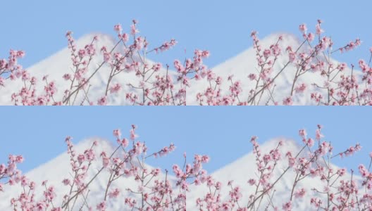 早春的杏花、樱花或樱花映衬着白雪覆盖的火山山峰高清在线视频素材下载