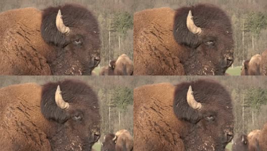 大野牛在牧场上长着冬毛的公牛，野牛高清在线视频素材下载