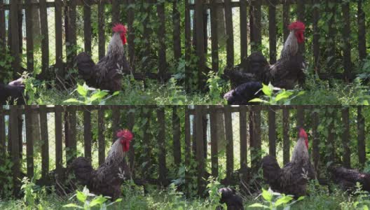 黑色的公鸡和母鸡在绿色的草地上散步和吃草高清在线视频素材下载
