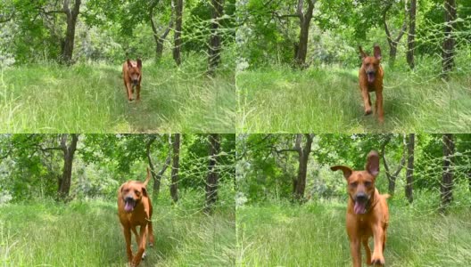 罗得西亚脊背犬奔向相机高清在线视频素材下载