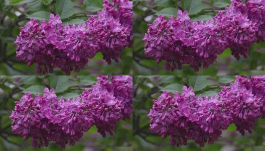 合上新鲜的紫丁香花高清在线视频素材下载