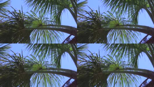 从下往上看，一棵莫里切棕榈树的叶子在蓝天的映衬下随风起舞。高清在线视频素材下载