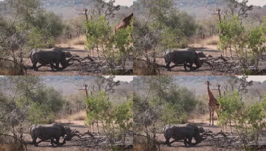 南非克鲁格国家公园的南部白犀牛高清在线视频素材下载
