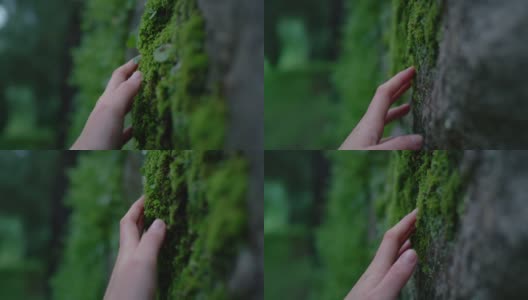 女人的手在森林里触摸树干上的苔藓高清在线视频素材下载