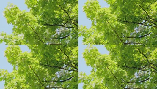 绿色的大枫叶在微风中摇曳。天空蔚蓝，树叶飘动的枫树。静态高清在线视频素材下载