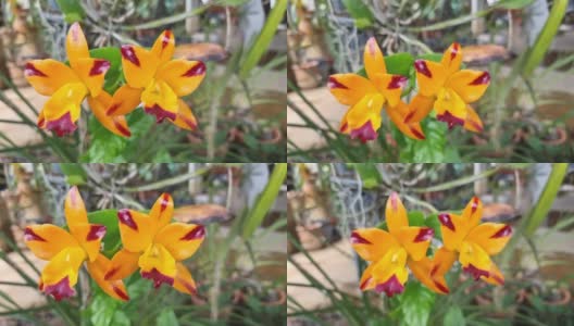 鲜橙色的野生兰花花。风一吹，闻起来很香。洋兰兰花品种。高清在线视频素材下载