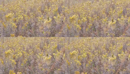 山上特有的黄色野花。美丽的秋天草地，野花和药草随风摇曳在石棺山上。自然开花植物特写4K背景。高清在线视频素材下载