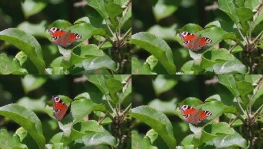 公园里翅膀上有图案的蝴蝶栖息在树叶上高清在线视频素材下载