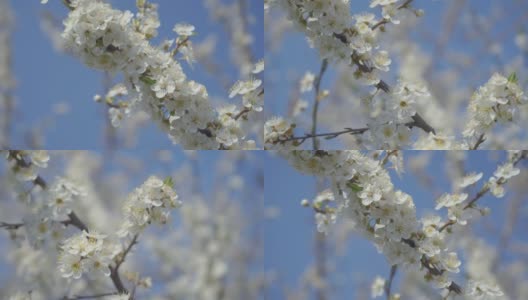 视频梅花开花和生长在一个蓝色的背景。盛开的小白花李。4K视频剪辑9:16比例。高清在线视频素材下载